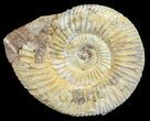 Perisphinctes Ammonite - Jurassic #54227-1